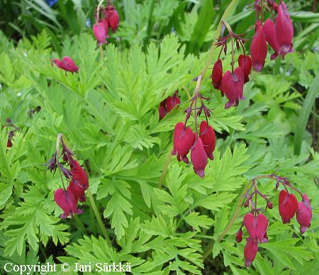 Dicentra Formosa-Ryhmä 'Baccanal', purppurapikkusydän
